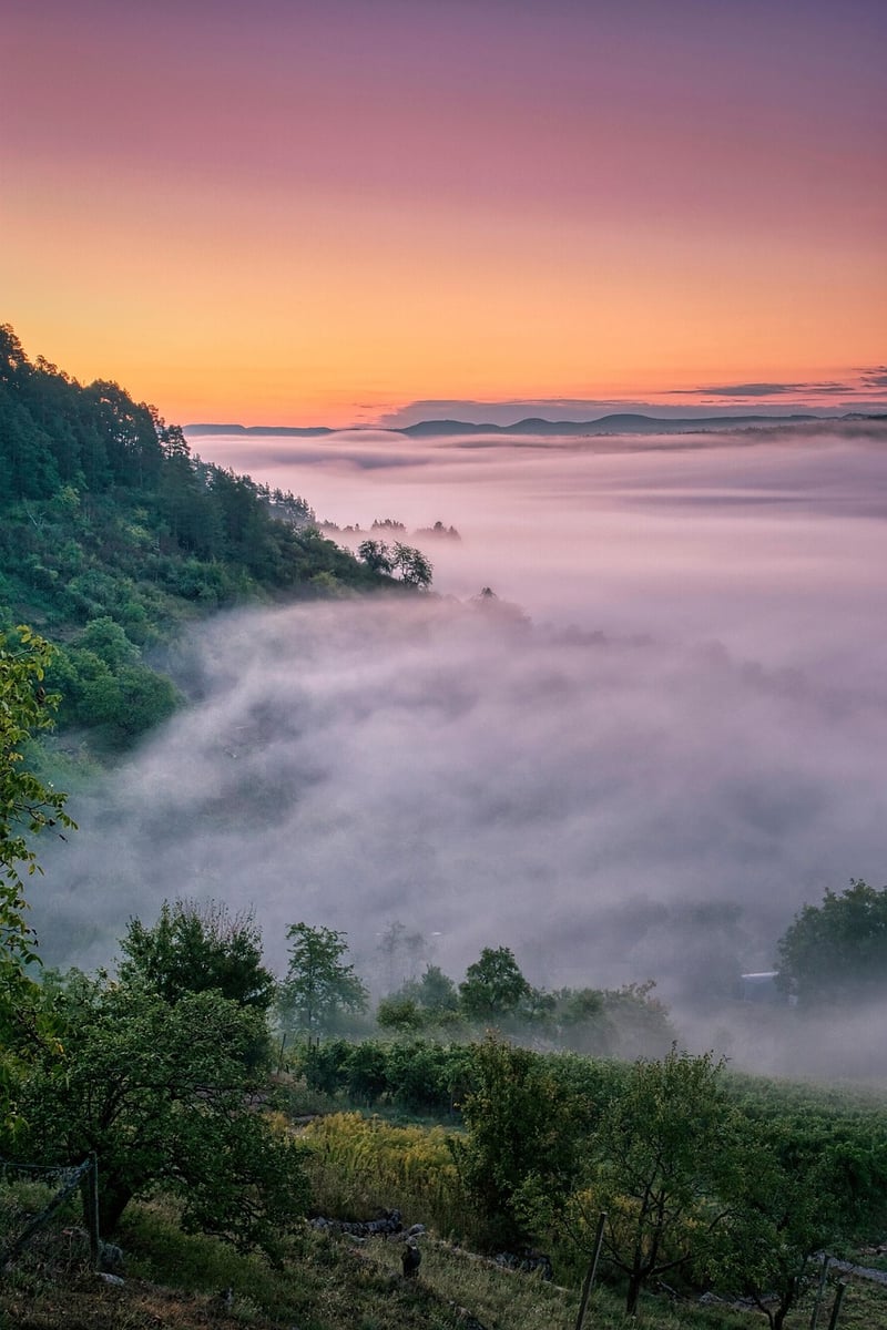 Mystical Trees