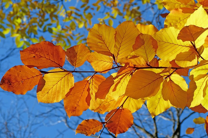 Mythical Foliage