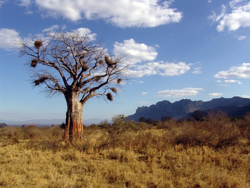 Baobab Tree