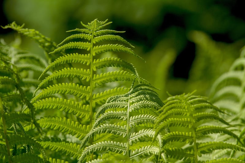 Dragon Scale Fern