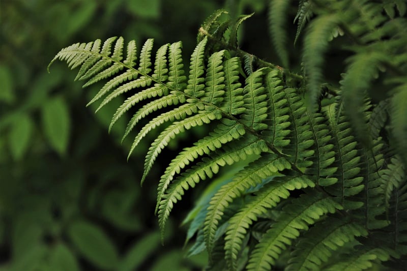 Dragon Scale Fern