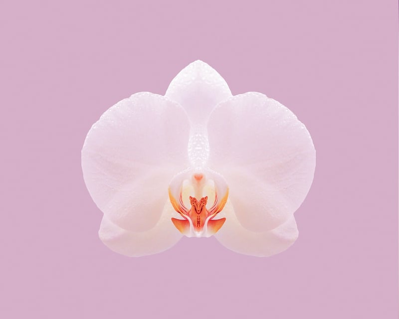 Ghost Orchid