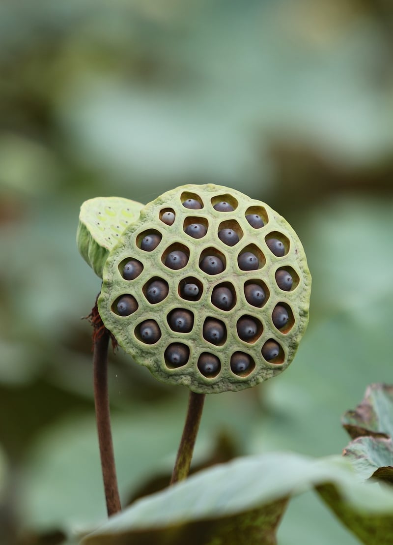 Unicorn Plant